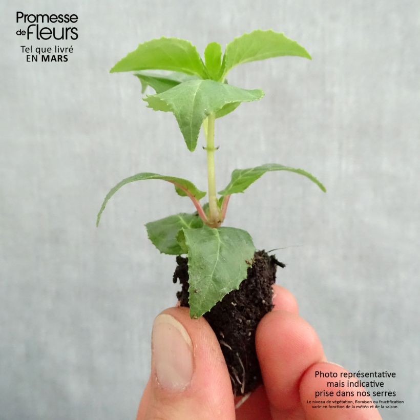 Example of Fuchsia retombant Royal Mosaïc Mini-mot Ø 1,5/2,5 cm as you get in printemps