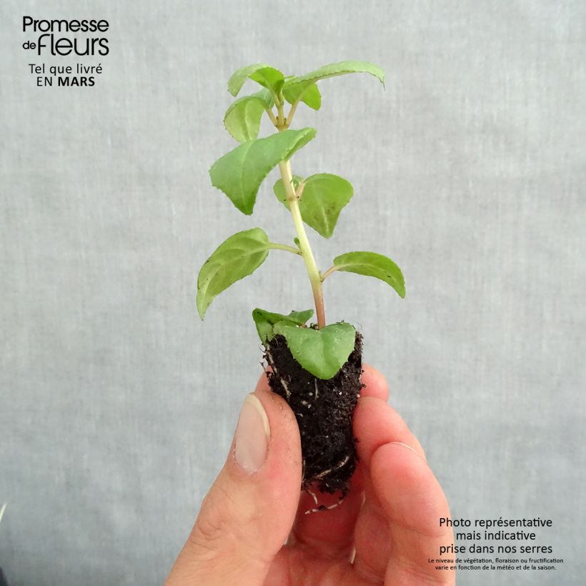 Example of Fuchsia retombant Sir Matt Busby Mini-mot Ø 1,5/2,5 cm as you get in printemps