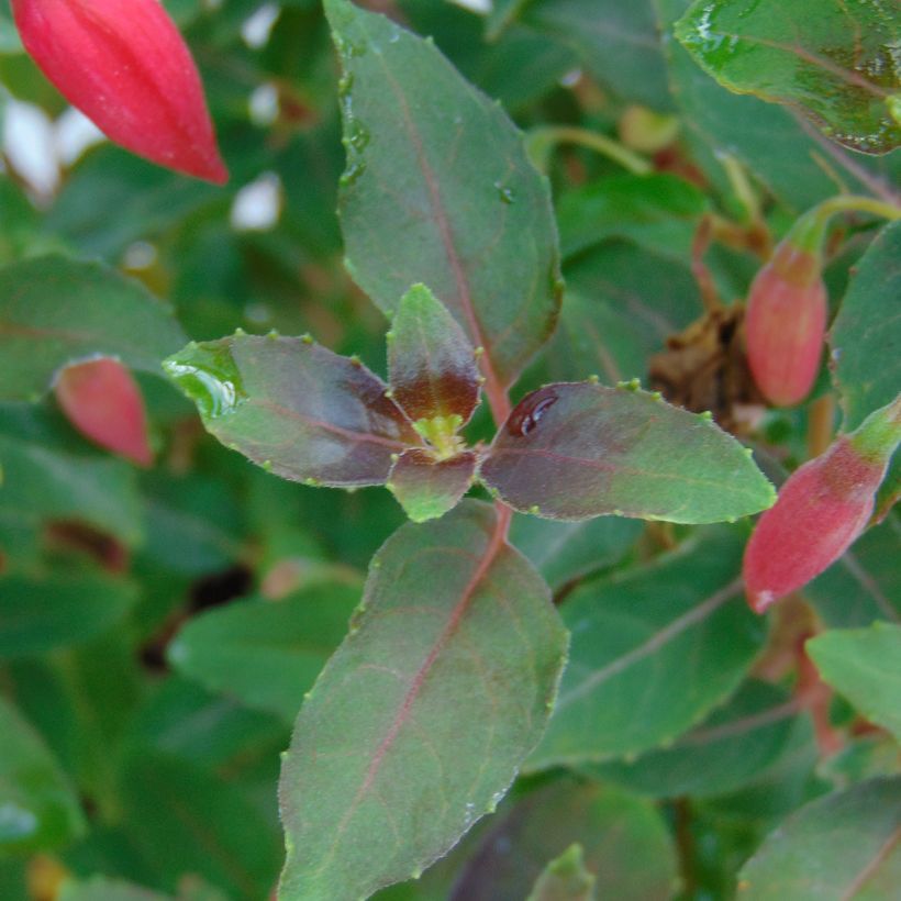 Fuchsia Alice Hoffman - Bellenplant (Foliage)
