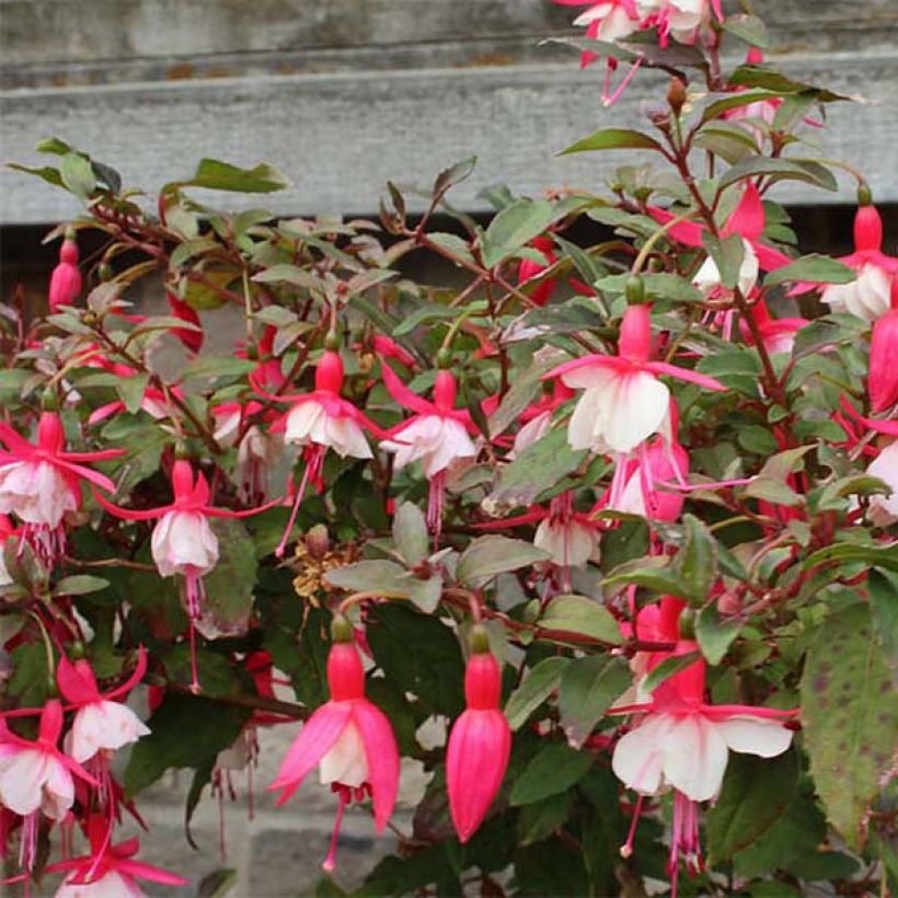 Fuchsia Alice Hoffman - Bellenplant (Flowering)