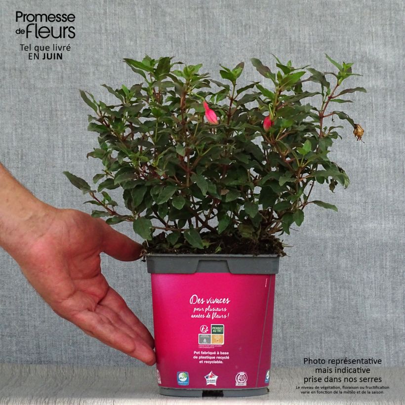 Exemplaar van Fuchsia Alice Hoffman - Bellenplant Pot van 2 l/3 l zoals geleverd in de zomer