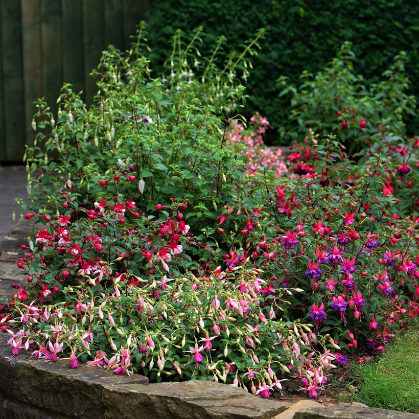 Fuchsia Alice Hoffman - Bellenplant (Plant habit)