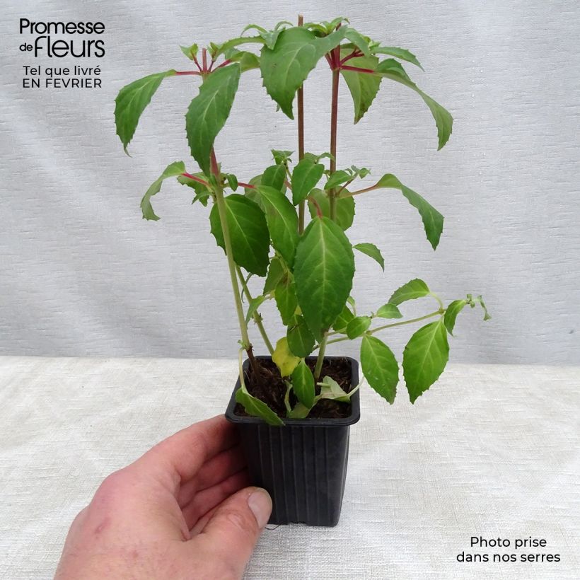Example of Fuchsia rustique Blue Sarah Kweekpotje van 7/8 cm as you get in hiver