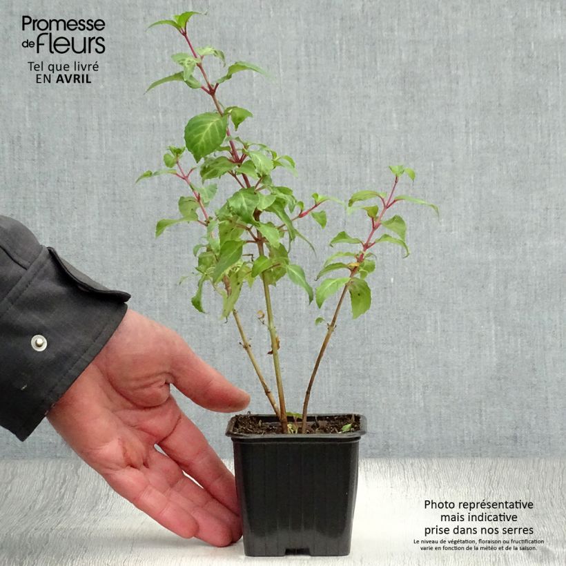 Exemplaar van Fuchsia Blue Sarah - Winterharde fuchsia Kweekpotje van 7/8 cm zoals geleverd in de lente