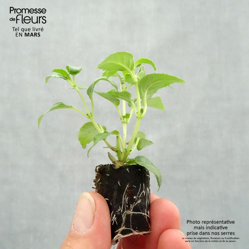 Example of Fuchsia rustique Blue Sarah Mini-mot Ø 3/4 cm as you get in printemps