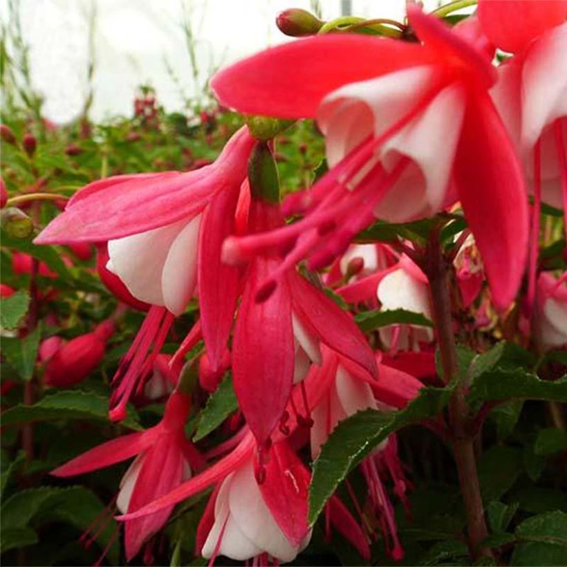 Fuchsia Lady Thumb - Bellenplant (Flowering)