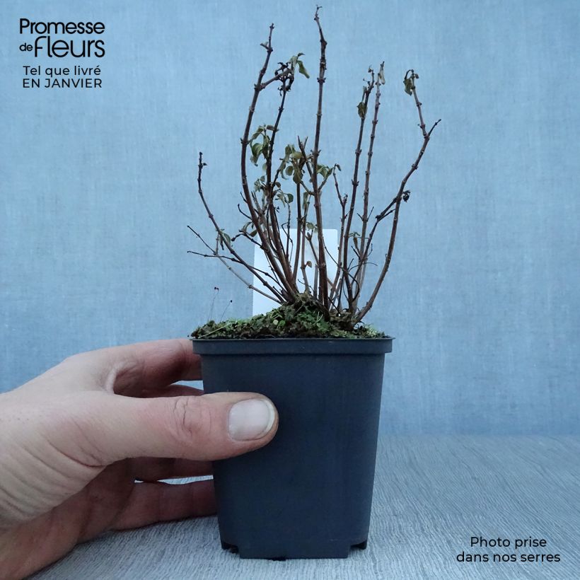 Example of Fuchsia rustique Lady Thumb Kweekpotje van 8/9 cm as you get in hiver