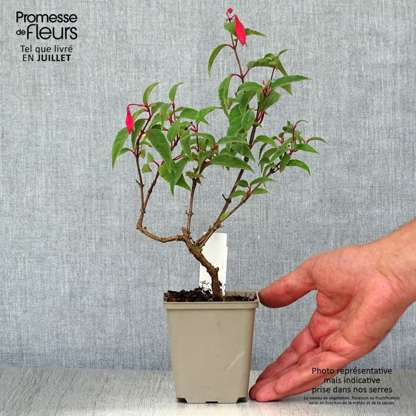 Exemplaar van Fuchsia Mme Cornelissen - Bellenplant Kweekpotje van 7/8 cm zoals geleverd in de zomer