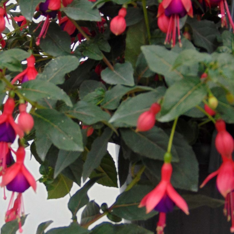 Fuchsia Mrs Popple - Bellenplant (Foliage)