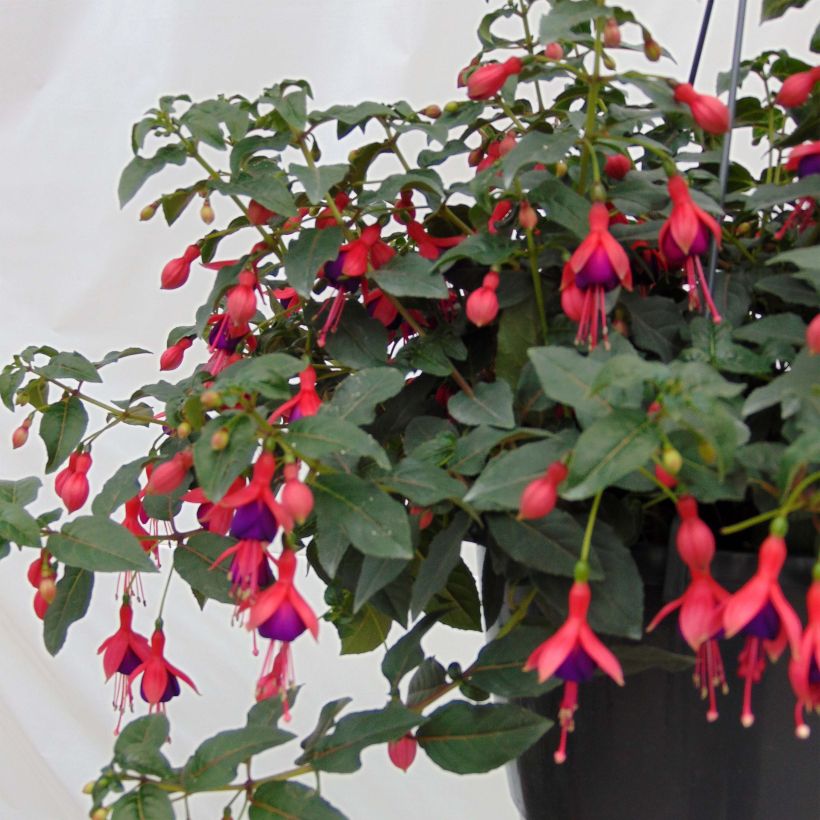 Fuchsia Mrs Popple - Bellenplant (Plant habit)