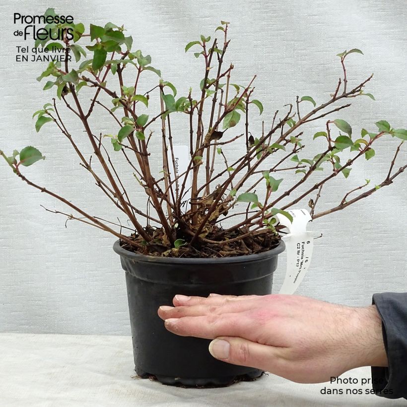 Example of Fuchsia rustique Mrs Popple Pot van 2 l/3 l as you get in hiver