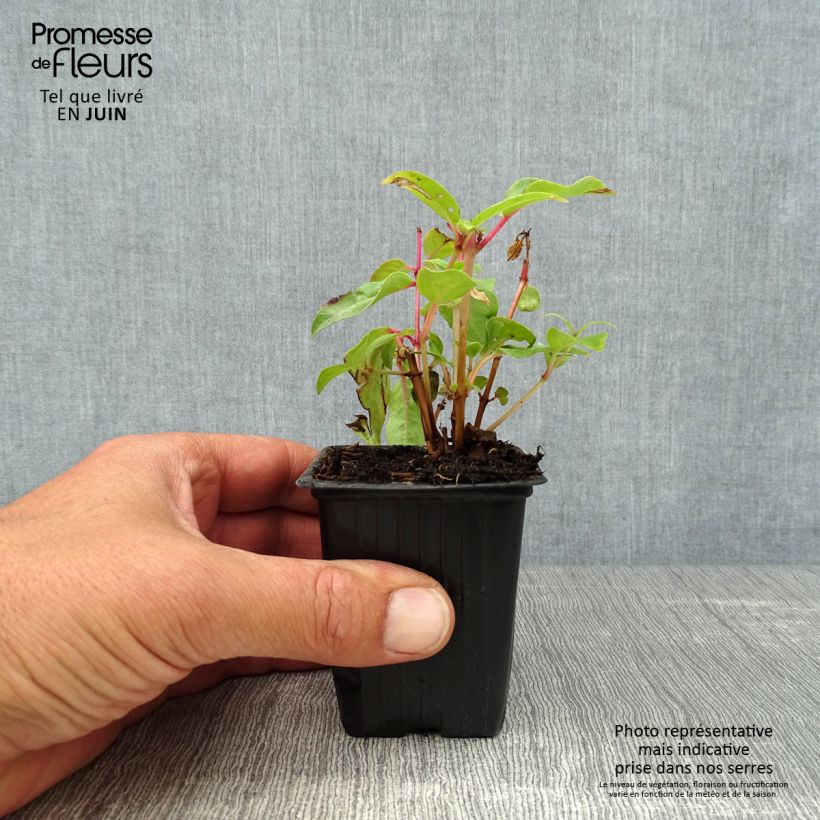 Exemplaar van Fuchsia Princess Dollar - Bellenplant Kweekpotje van 7/8 cm zoals geleverd in de zomer