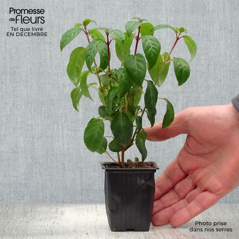 Example of Fuchsia Princess Dollar - Bellenplant Kweekpotje van 7/8 cm as you get in hiver