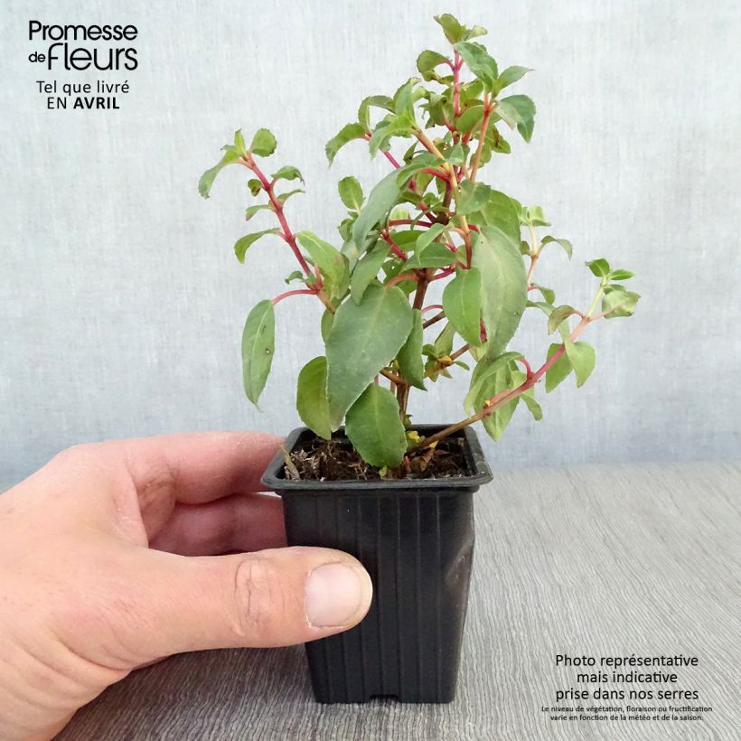 Exemplaar van Fuchsia Princess Dollar - Bellenplant Kweekpotje van 7/8 cm zoals geleverd in de lente