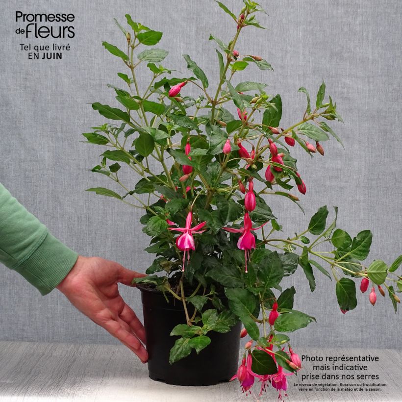 Exemplaar van Fuchsia Shrimp Cocktail - Bellenplant Pot van 2 l/3 l zoals geleverd in de zomer