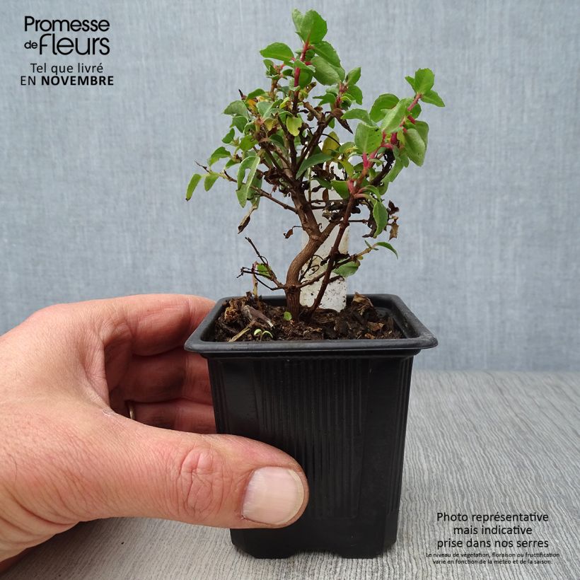 Exemplaar van Fuchsia Tom Thumb - Bellenplant Kweekpotje van 8/9 cm zoals geleverd in de herfst