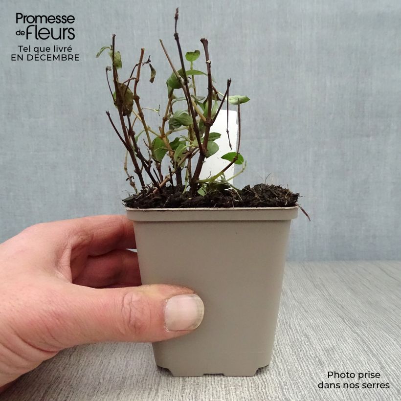 Example of Fuchsia rustique Tom Thumb (Tom Pouce) Kweekpotje van 8/9 cm as you get in hiver