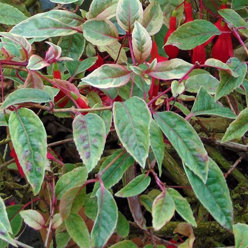 Fuchsia Tom West - Bellenplant (Foliage)