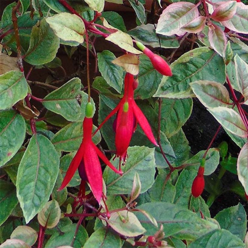Fuchsia Tom West - Bellenplant (Flowering)
