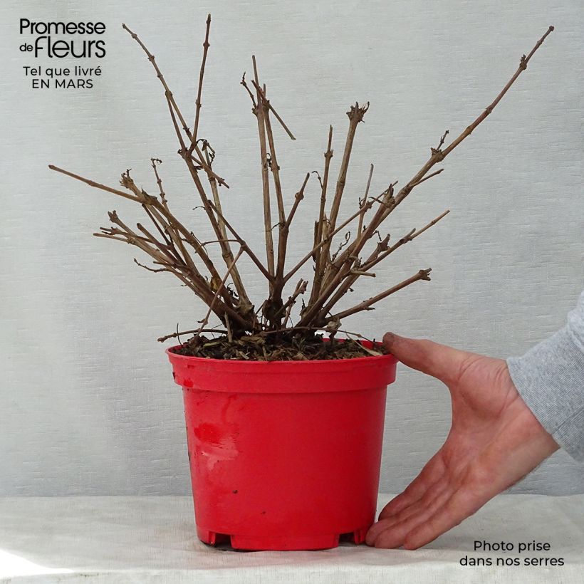 Exemplaar van Fuchsia Tom West - Bellenplant Pot van 2 l/3 l zoals geleverd in de lente