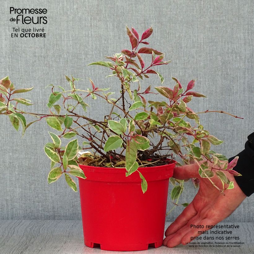 Exemplaar van Fuchsia Tom West - Bellenplant Pot van 2 l/3 l zoals geleverd in de herfst