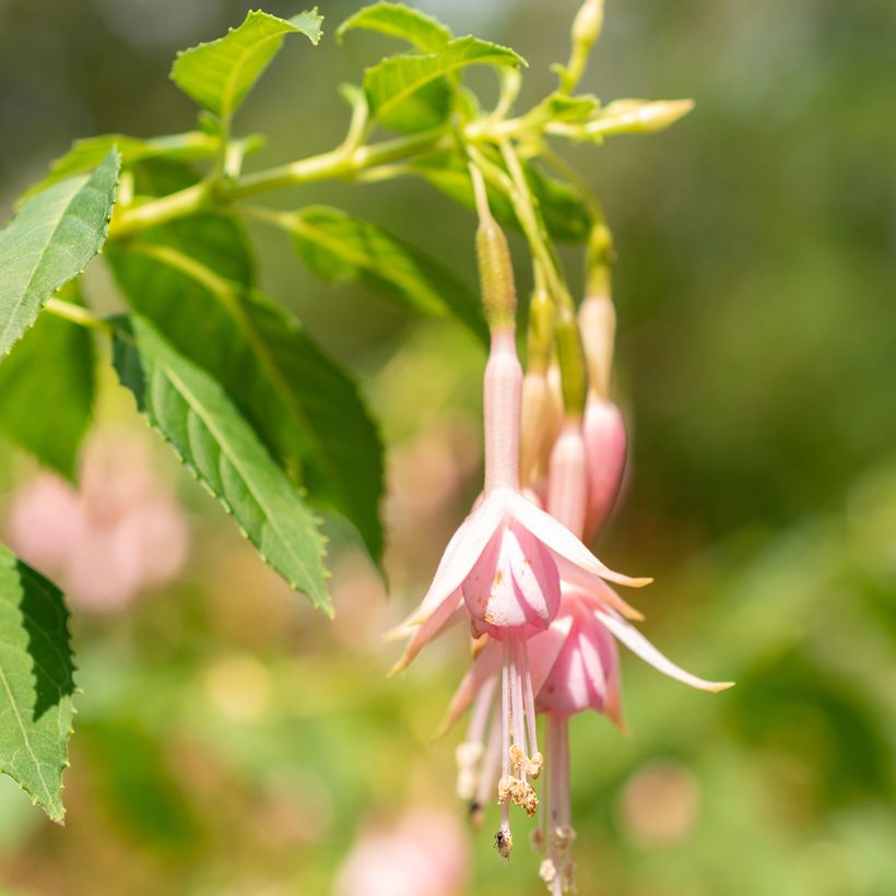 Fuchsia Whiteknights Pearl - Bellenplant (Flowering)