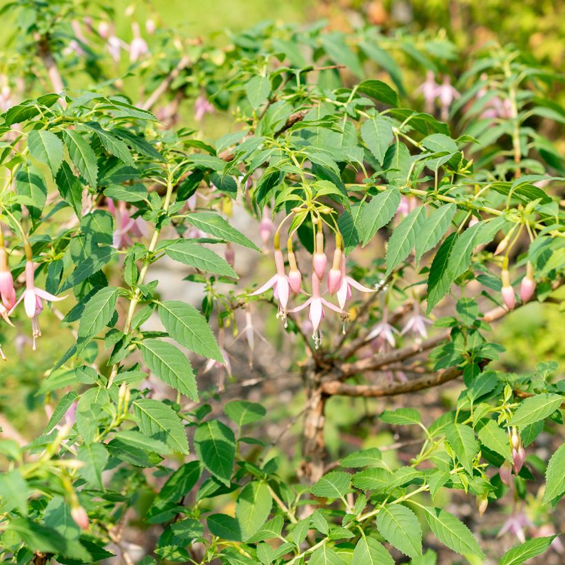 Fuchsia Whiteknights Pearl - Bellenplant (Plant habit)