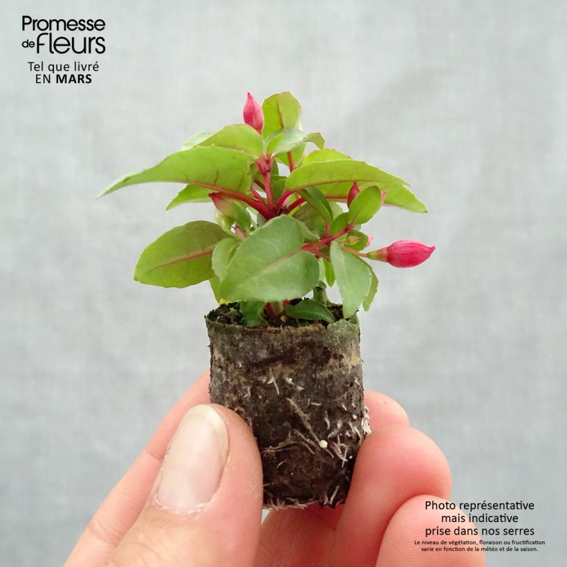 Example of Fuchsia semi-retombant Bella Lydia Mini-mot Ø 3/4 cm as you get in printemps