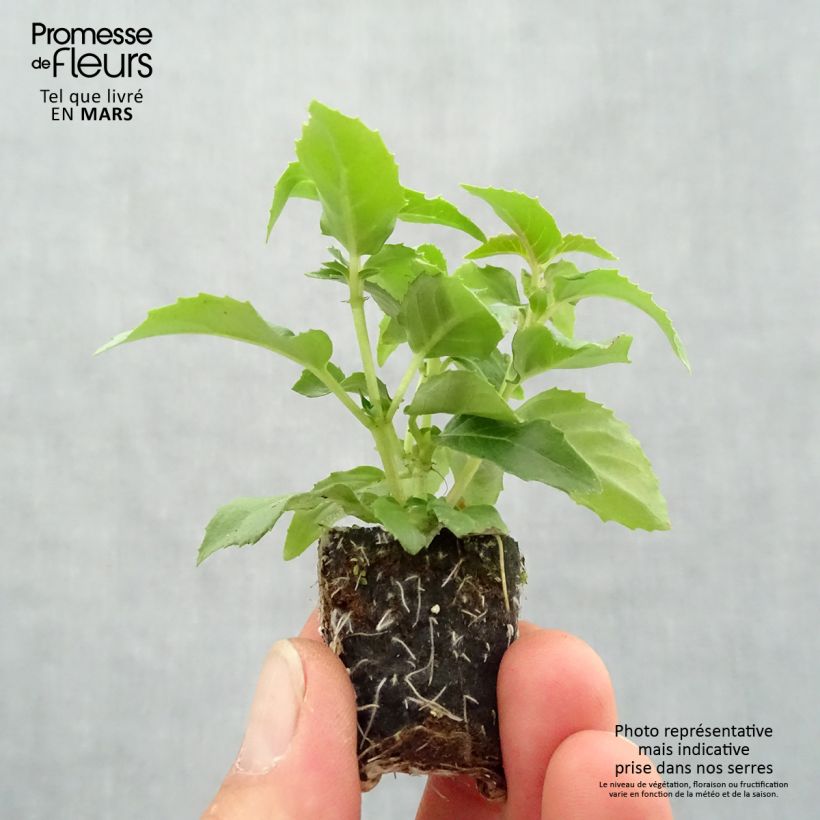 Example of Fuchsia semi-retombant Bella Nora  Mini-mot Ø 3/4 cm as you get in printemps