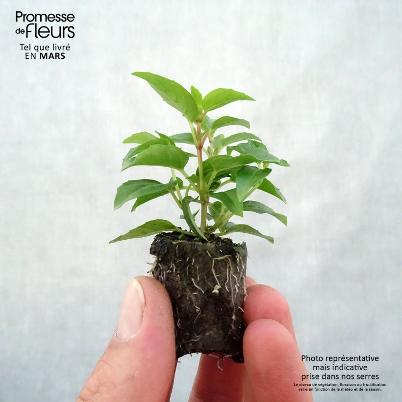 Example of Fuchsia semi-retombant Bella Sophia Mini-mot Ø 3/4 cm as you get in printemps