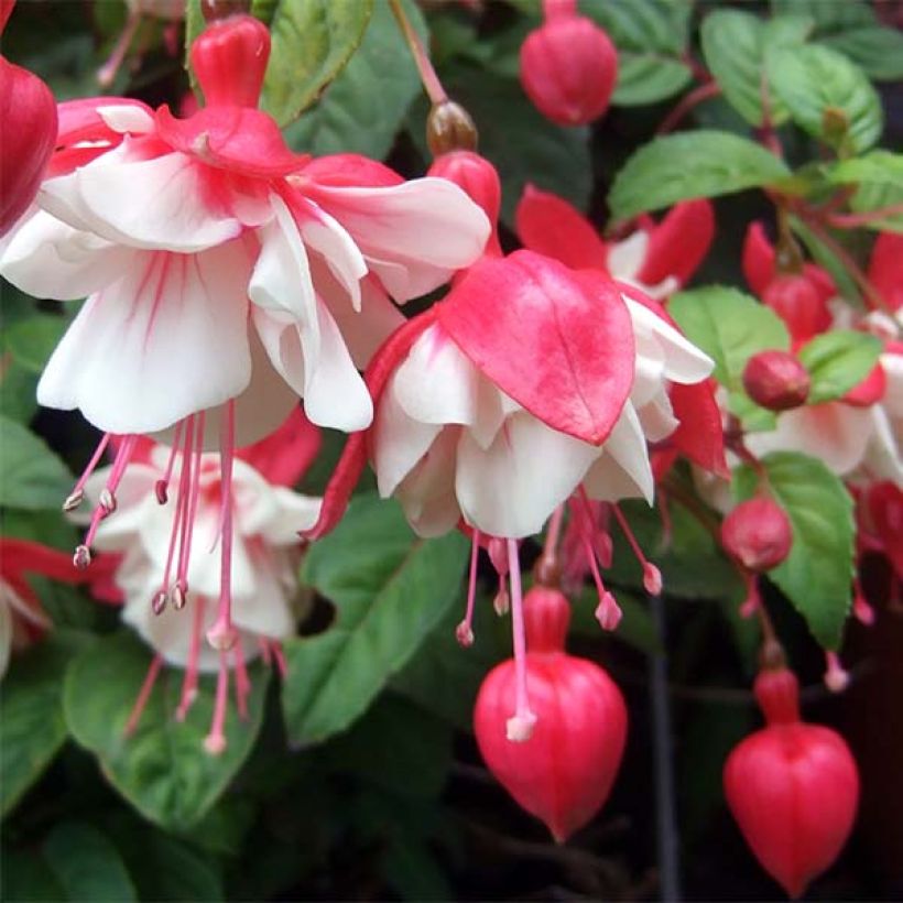 Fuchsia Swingtime - Bellenplant (Bloei)