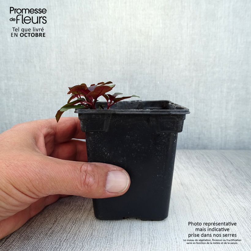 Exemplaar van Fuchsia triphylla - Bellenplant Kweekpotje van 7/8 cm zoals geleverd in de herfst