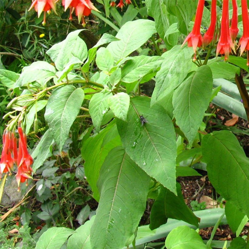 Fuchsia triphylla - Bellenplant (Foliage)