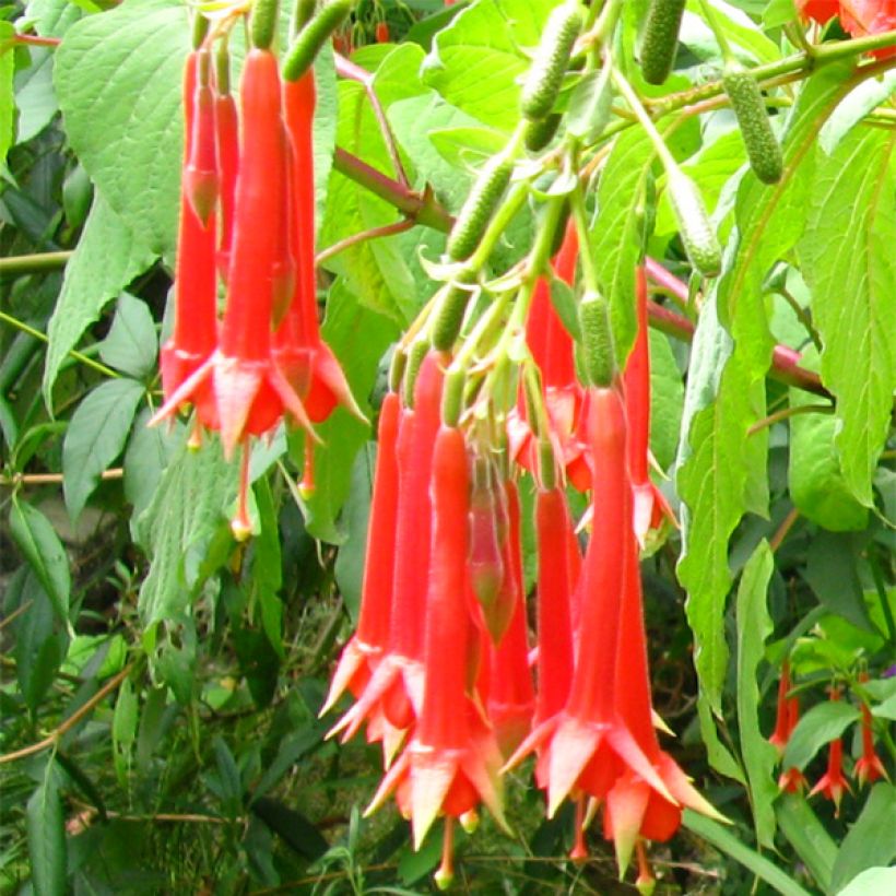 Fuchsia triphylla - Bellenplant (Flowering)