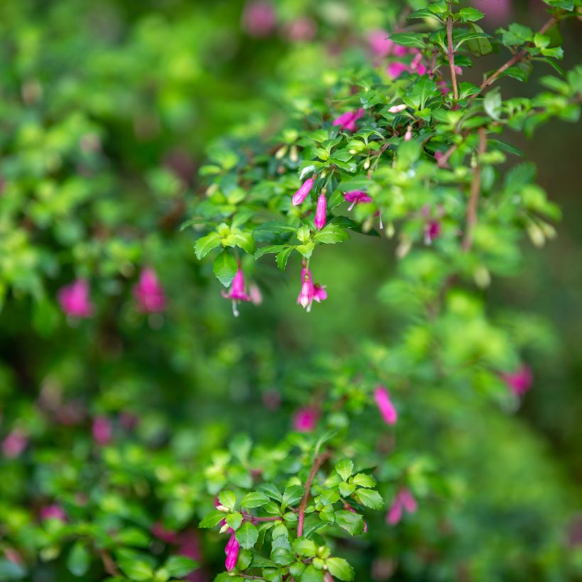 Fuchsia microphylla microphylla - Bellenplant (Foliage)