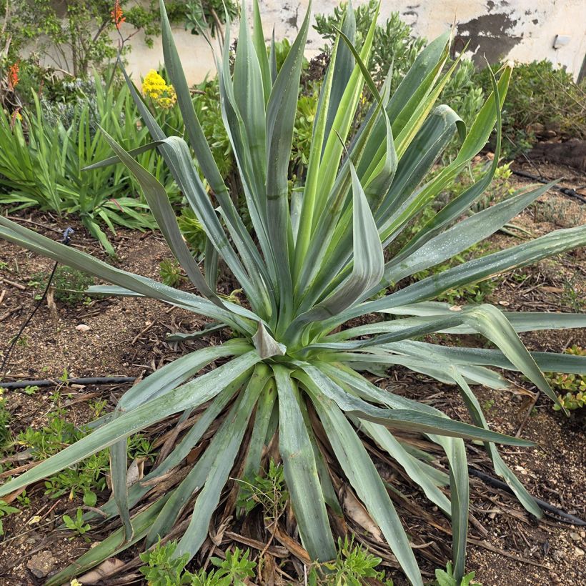 Furcraea bedinghausii (Groeiplaats)