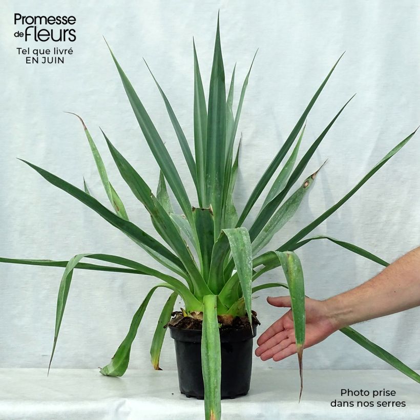 Exemplaar van Furcraea longaeva Pot van 4 l/5 l zoals geleverd in de zomer