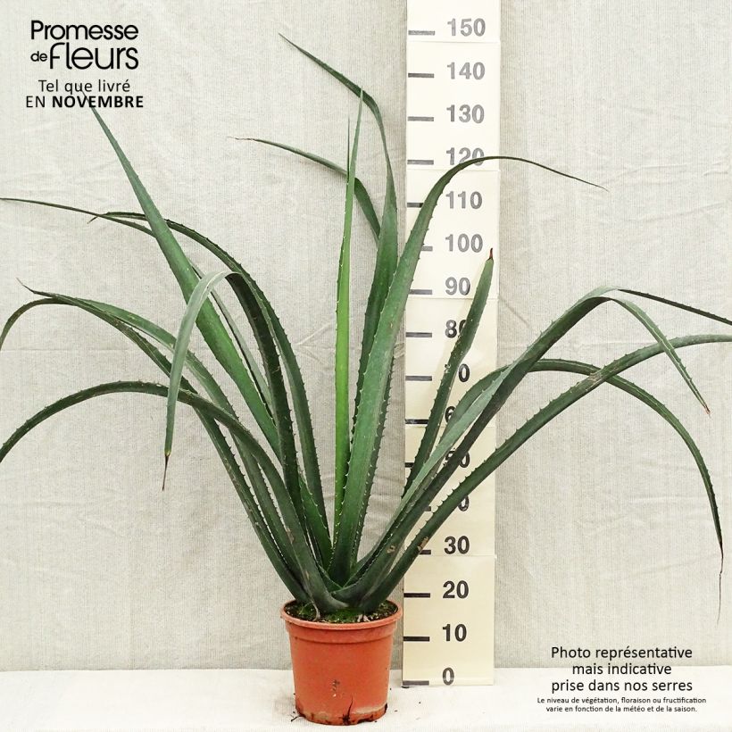 Exemplaar van Furcraea macdougallii Pot van 7,5 l/10 l zoals geleverd in de herfst