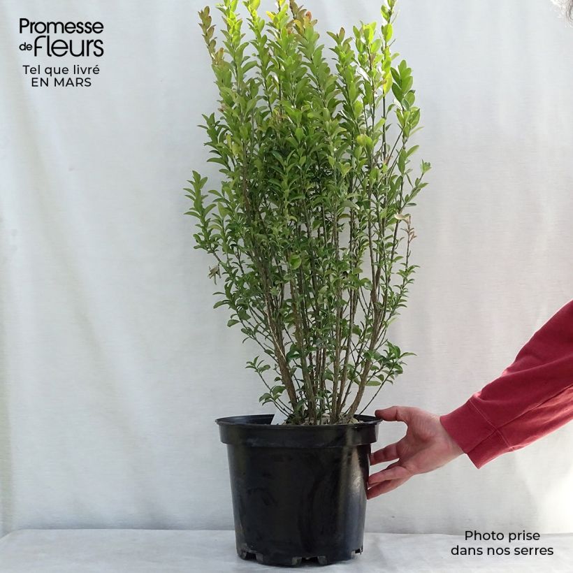 Exemplaar van Euonymus japonicus Benkomasaki - Japanse kardinaalsmuts Pot van 7,5 l/10 l zoals geleverd in de lente
