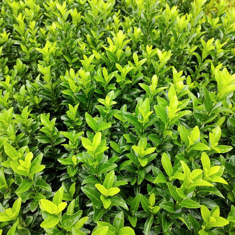 Euonymus japonicus Green Spire - Japanse kardinaalsmuts (Foliage)