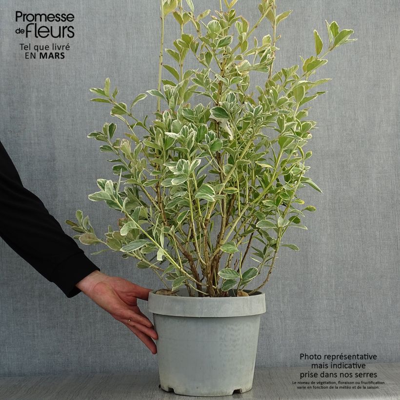 Example of Fusain du Japon - Euonymus japonicus Silver King Pot van 7,5 l/10 l as you get in hiver