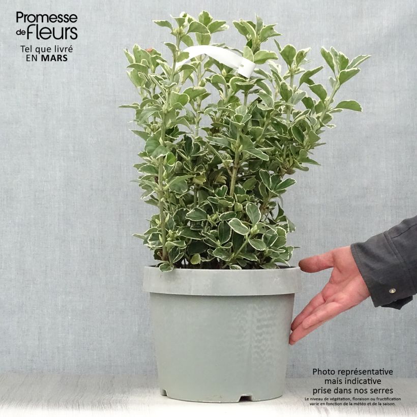 Exemplaar van Euonymus japonicus Silver King - Japanse kardinaalsmuts Pot van 7,5 l/10 l zoals geleverd in de lente