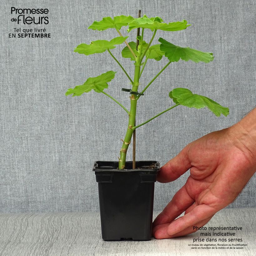 Exemplaar van Pelargonium Crystal Palace Gem - Zonale geranium Kweekpotje van 7/8 cm zoals geleverd in de herfst
