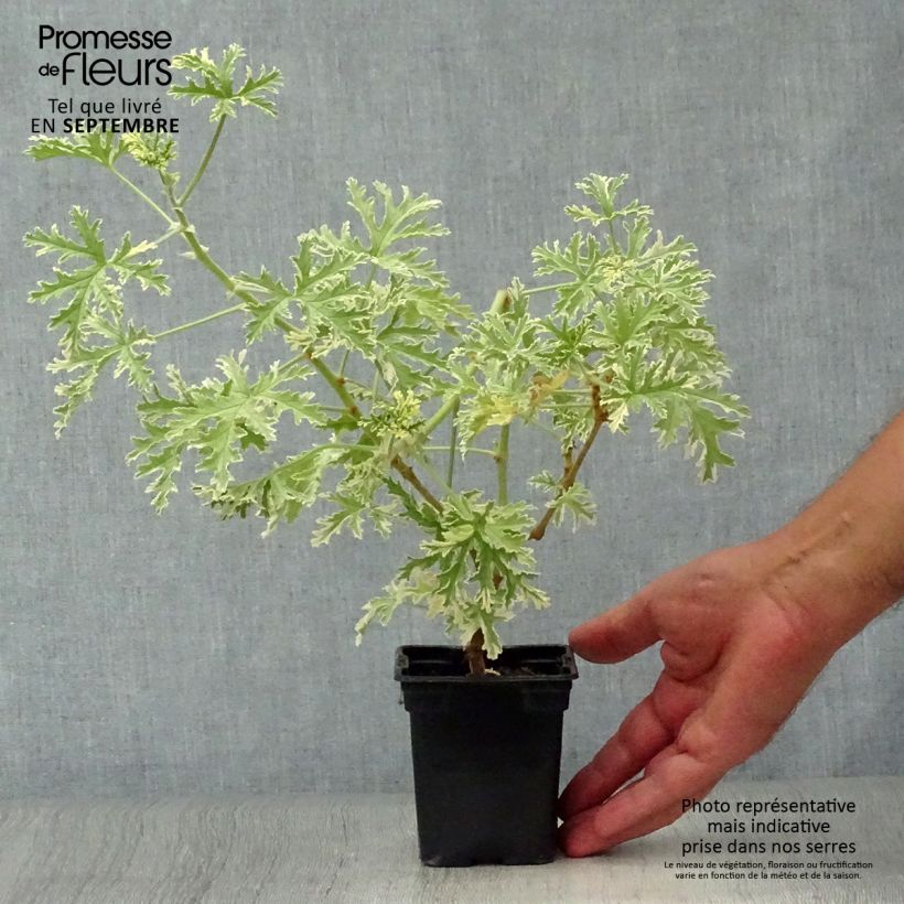 Exemplaar van Pelargonium graveolens Grey Lady Plymouth - Geurgeranium Kweekpotje van 7/8 cm zoals geleverd in de herfst
