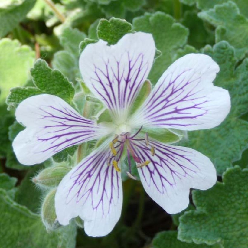 Geranium renardii - Kaukasische ooievaarsbek (Flowering)