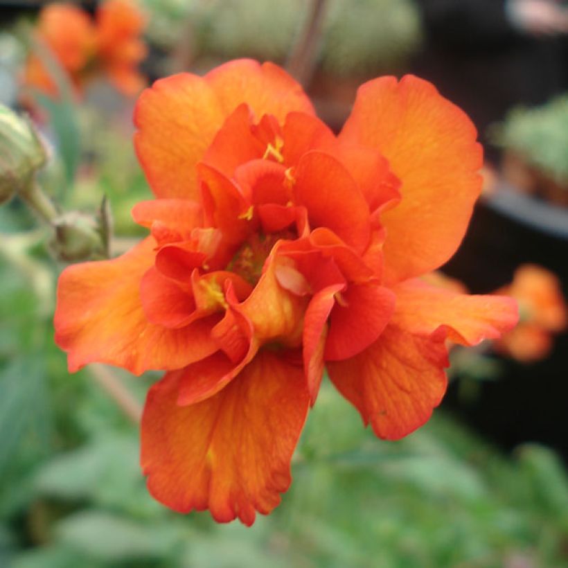 Geum Prinses Juliana - Nagelkruid (Flowering)