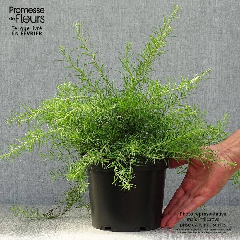 Exemplaar van Grevillea rosmarinifolia - Rozemarijn-grevillea Pot van 2 l/3 l zoals geleverd in de herfst