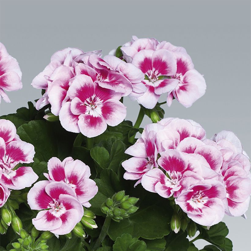 Pelargonium Flowerfairy White Splash - Zonale geranium (Flowering)