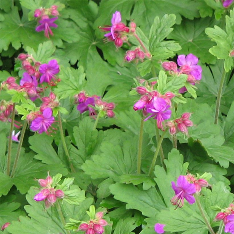 Geranium macrorrhizum Bevan s Variety - Rotsooievaarsbek (Flowering)