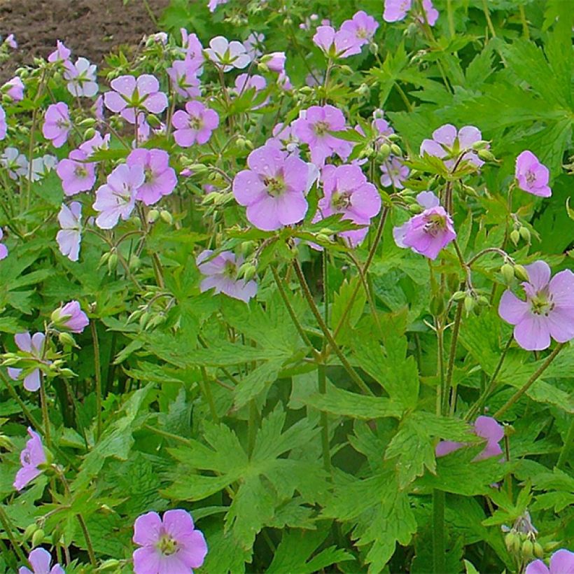 Geranium maculatum - Gevlekte ooievaarsbek (Bloei)